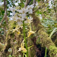 13. Calanthe sylvatica Orchidaceae Indigène La Réunion.jpeg